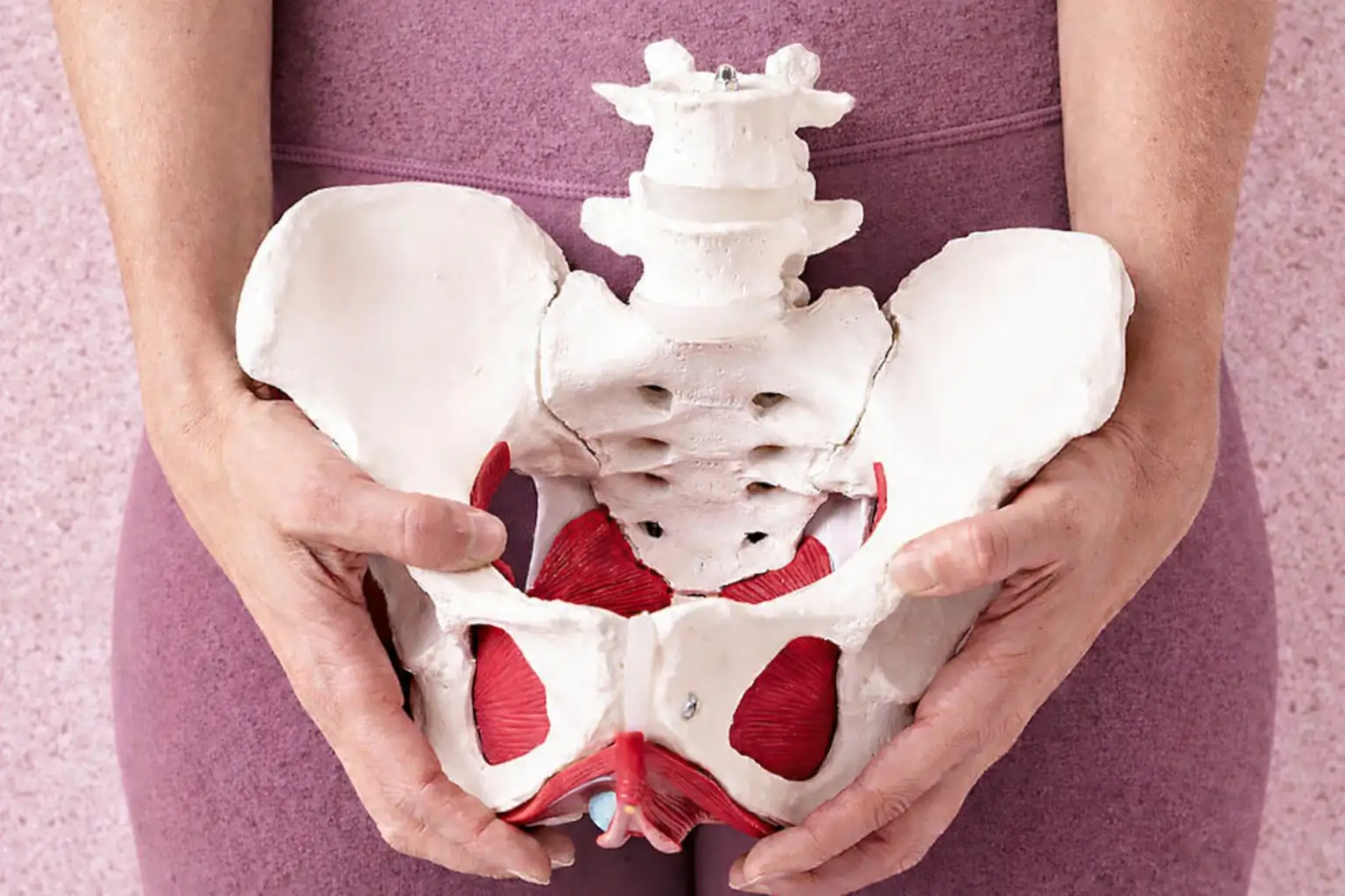 imagem ilustrativa de fisioterapia pélvica com mulher a segurar modelo da pelvis feminina